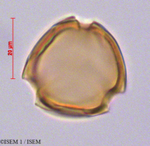 Cestrum humboldtii - lame n° 29140